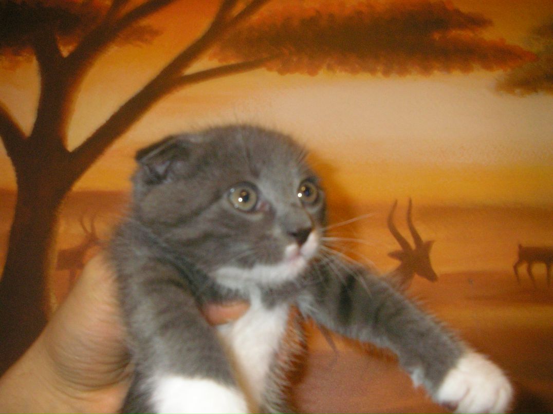 Elena Oleynikova | Киев