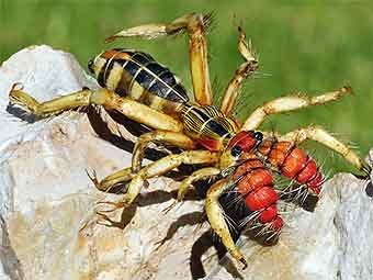 Юрий Образ Григорьевич | Москва