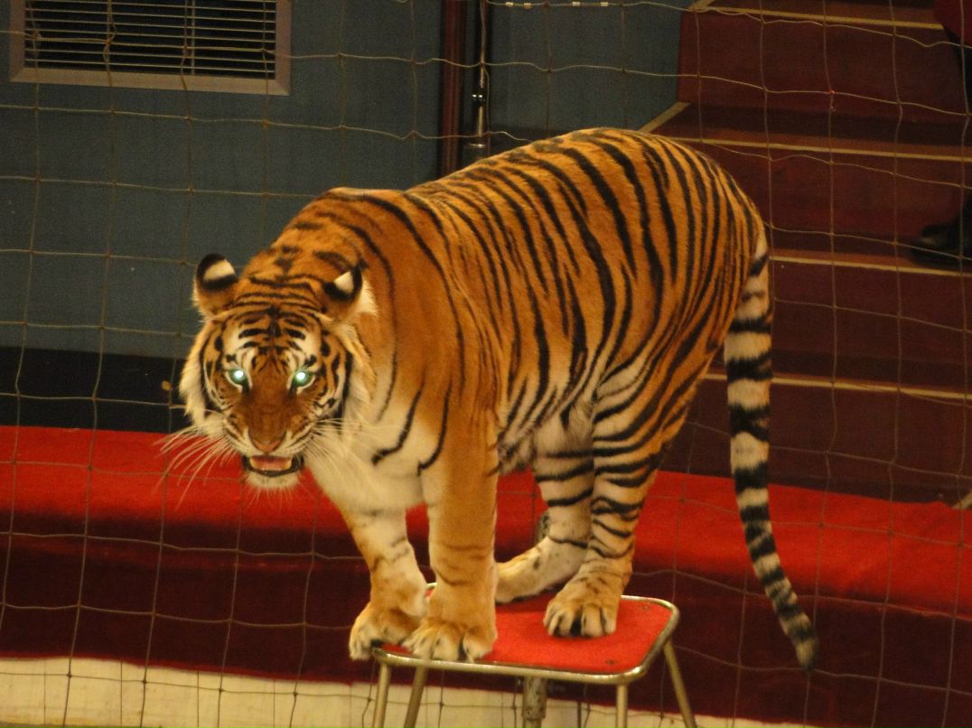 Аленочка Молодцова | Череповец