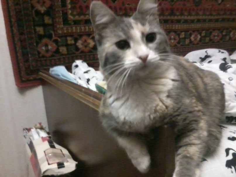 Даша Зенина | Псков