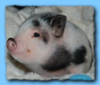 №56, Алла Шеленко, Одесса №56, Алла Шеленко, Одесса