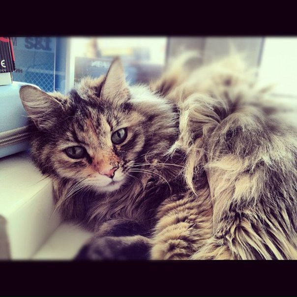 №7, Владимир Митрович, 44 года, Киев №7, Владимир Митрович, 44 года, Киев