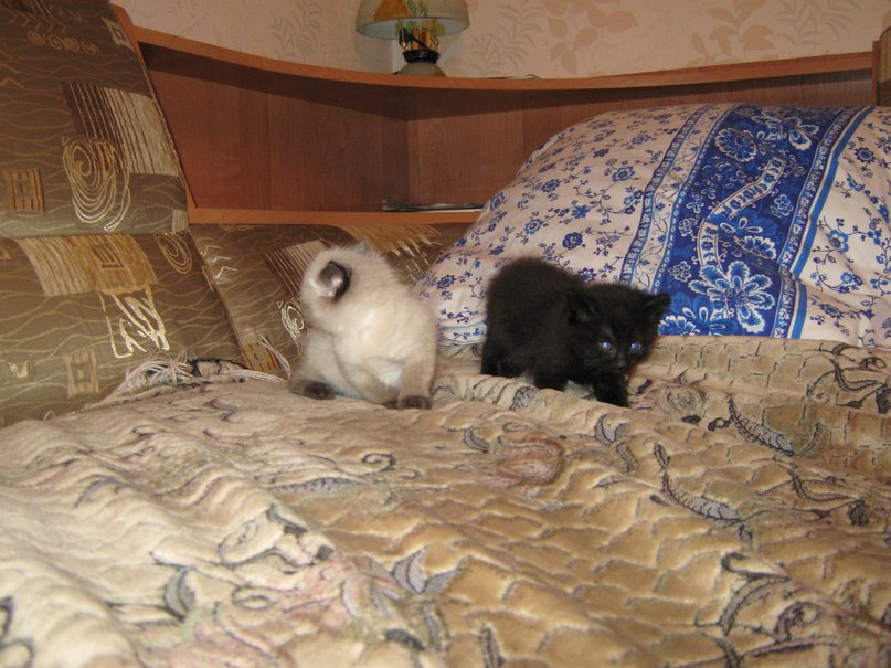 Артем Кованченко | Санкт-Петербург