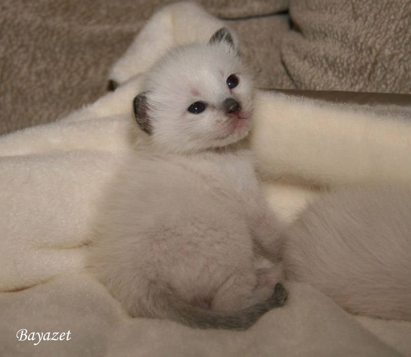 Александра Давыдова-Поспелова | Москва