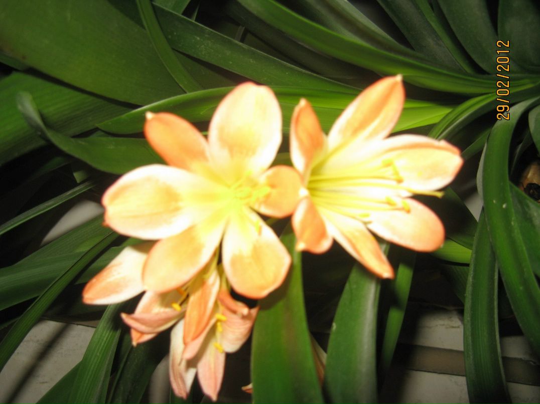 Лорик Орлова | Санкт-Петербург