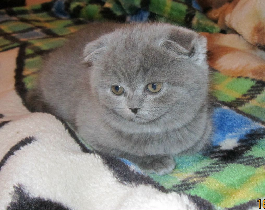 Дарья Кулевцова | Боровичи