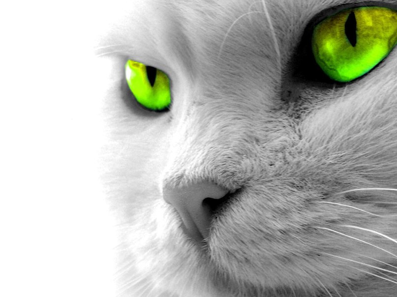 Альберт Чепиль | Тбилиси