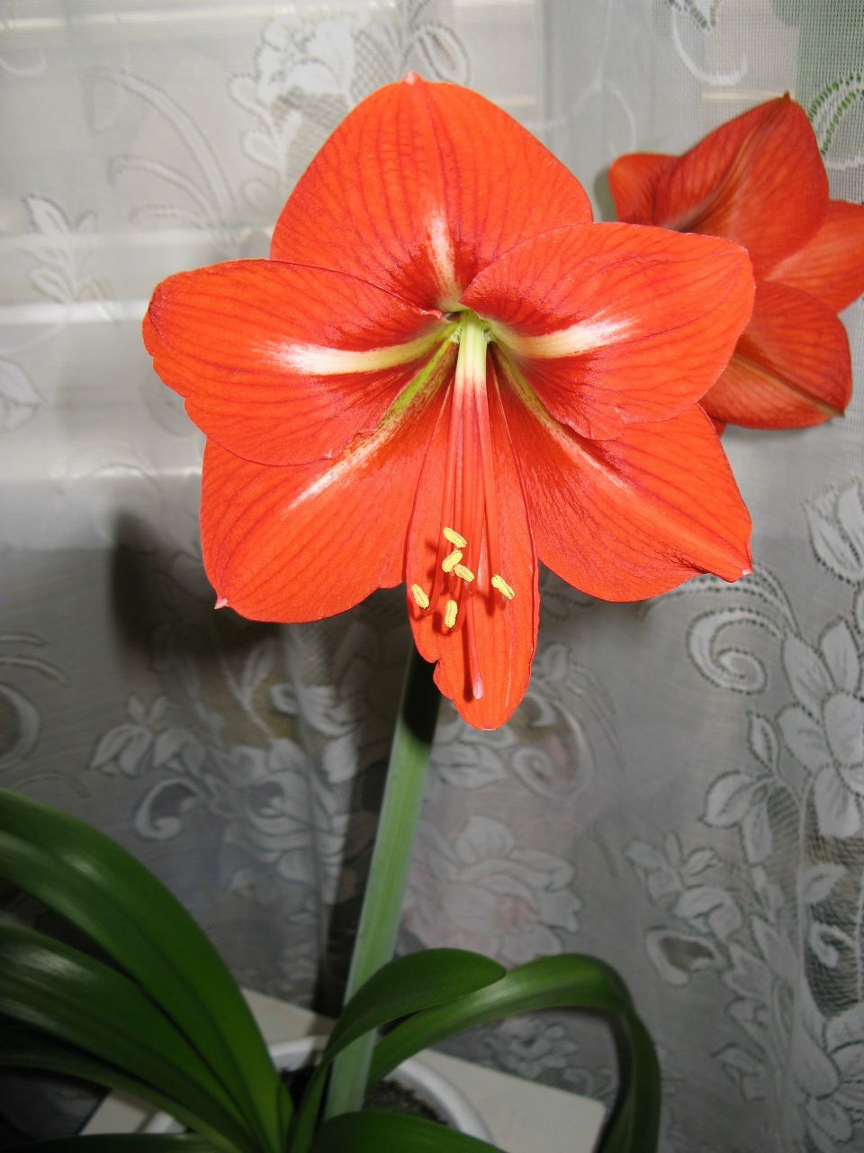 Нурфия Хамидуллина | 