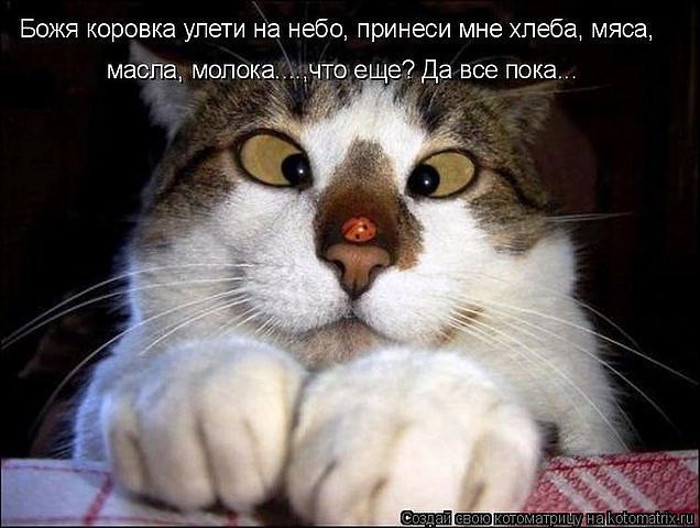 Елена Оленченко | 