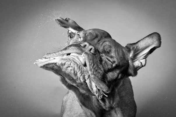 Евгений Заливковский | Тула