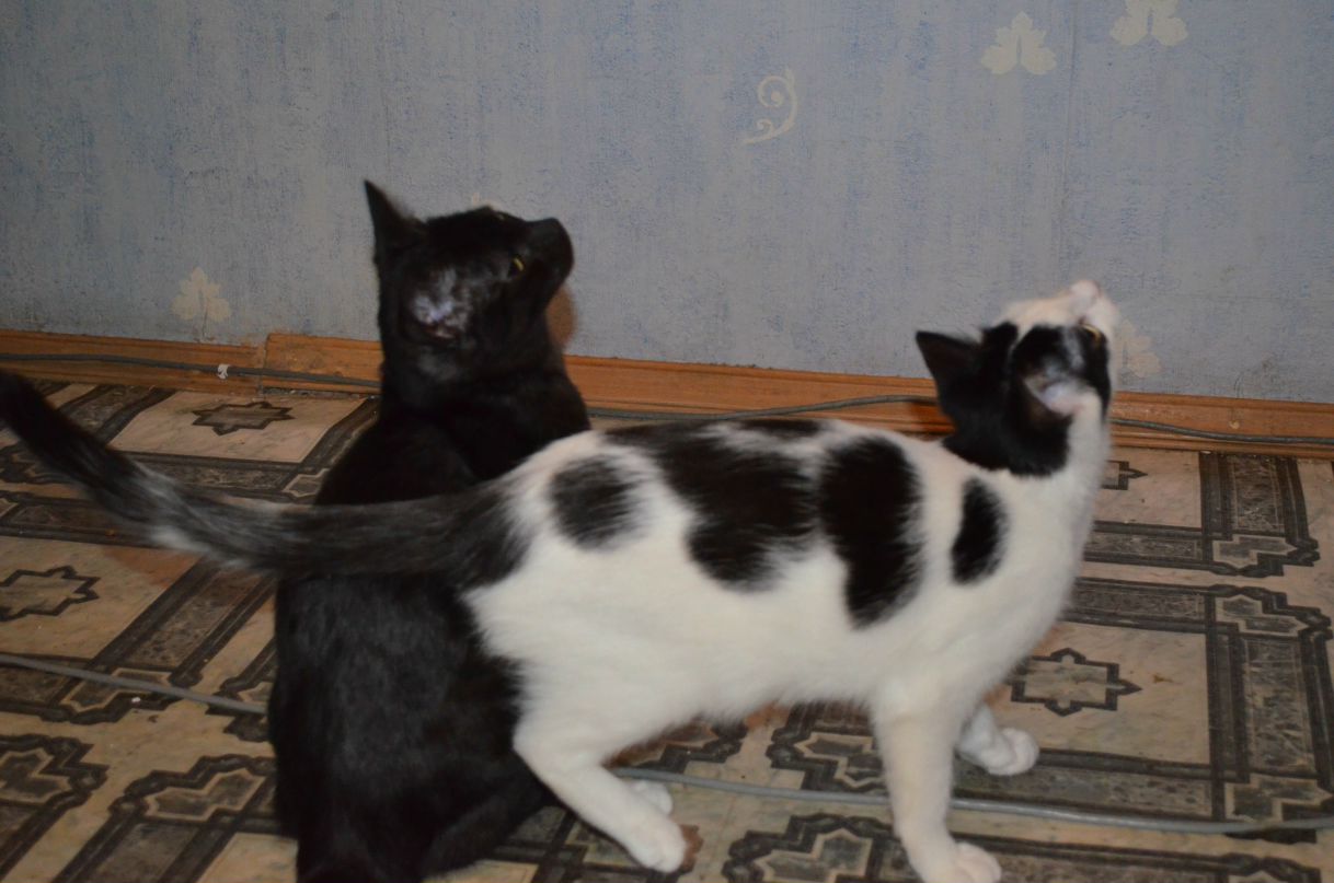 Андрей Броканов Валерьевич | Санкт-Петербург