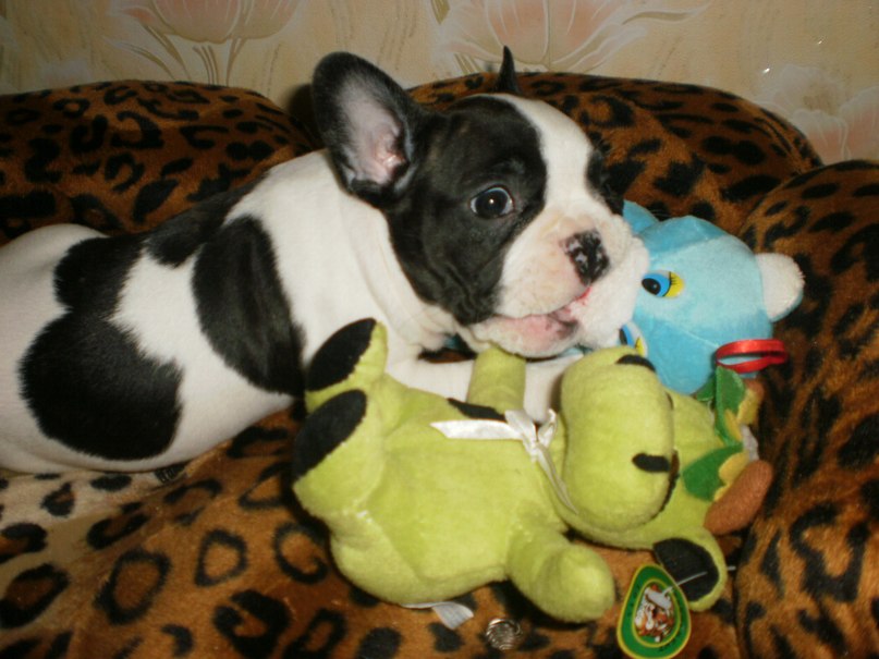 Джудит Домаскина | Одесса