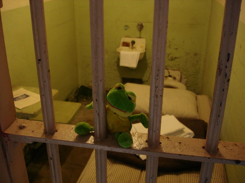 Лягуха Зырящая | Санкт-Петербург