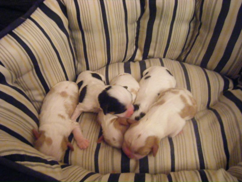 №12, Инесса Берсенёва, Desenzano №12, Инесса Берсенёва, Desenzano