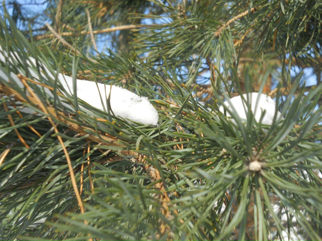 Мария Лобакова | Москва