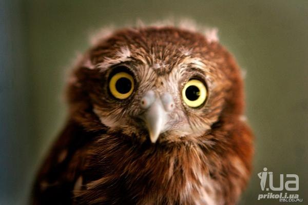 Анатолий Мартыновский folko | Молодечно