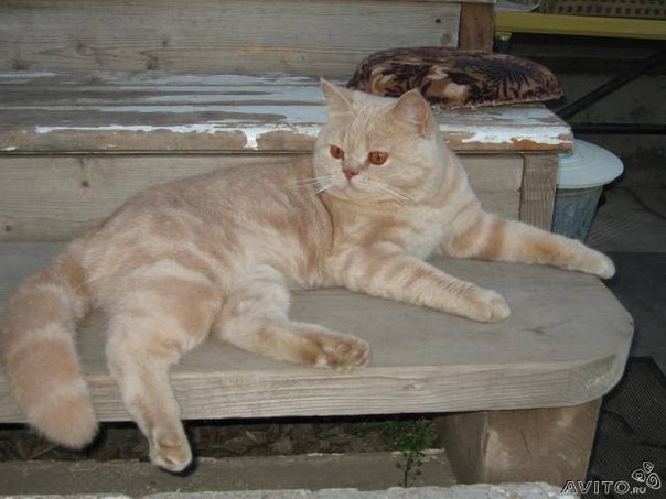 №67, Иванесс Серьянюк №67, Иванесс Серьянюк