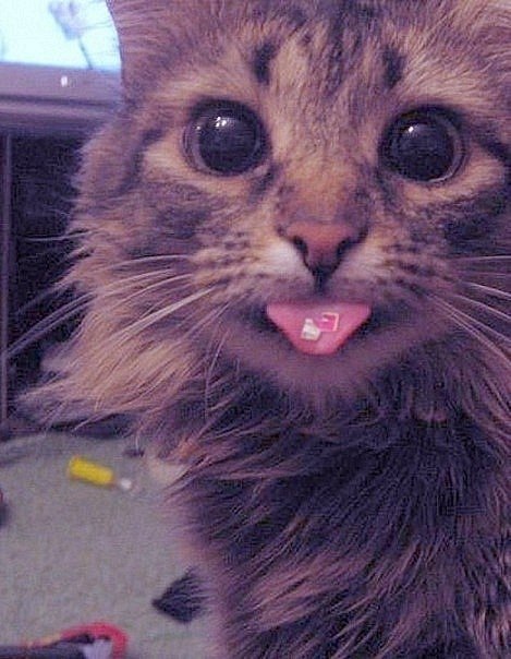 Александр Типисев | 