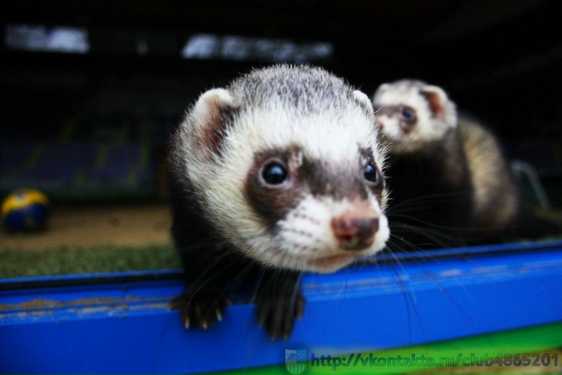 Вячеслав Капко | Санкт-Петербург