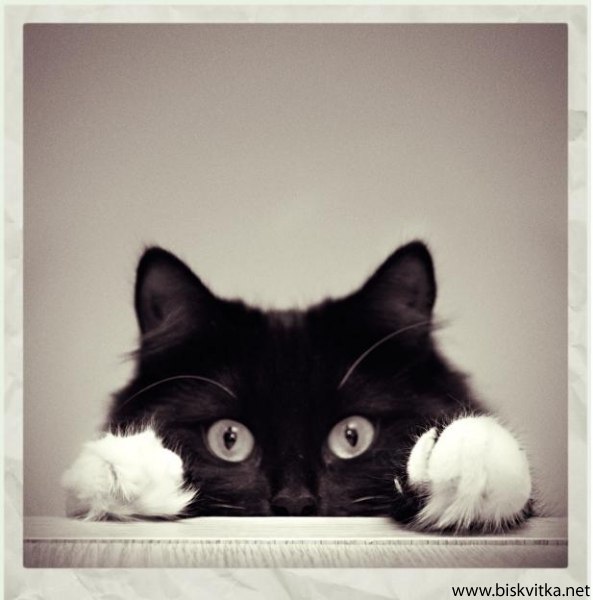 Елена Колисниченко | 