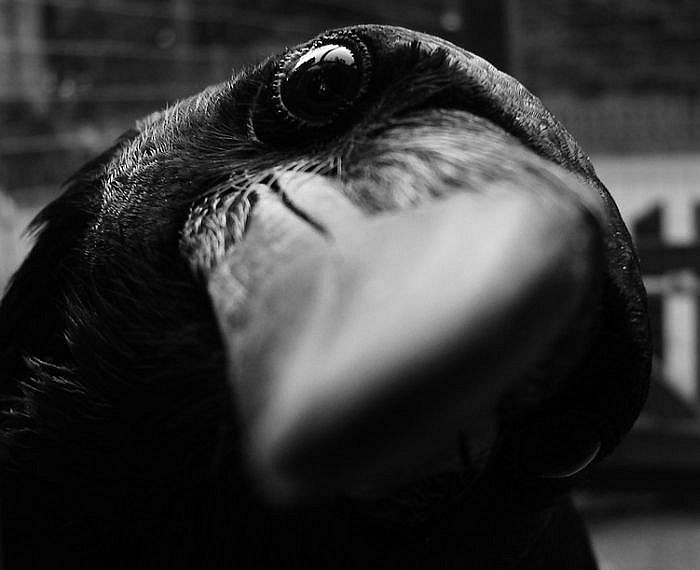 Віктор Макайда | 