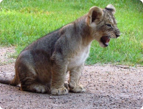 Евгений Мачехин | Курск
