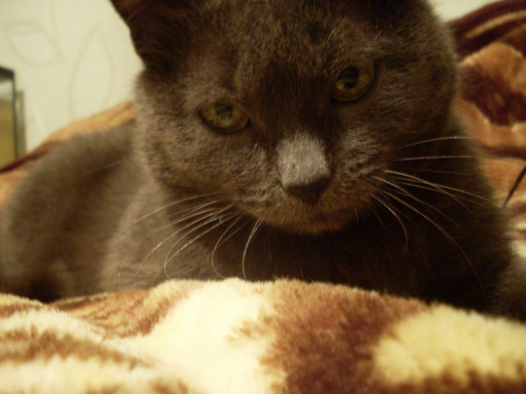 Анна Красикова | Борзна