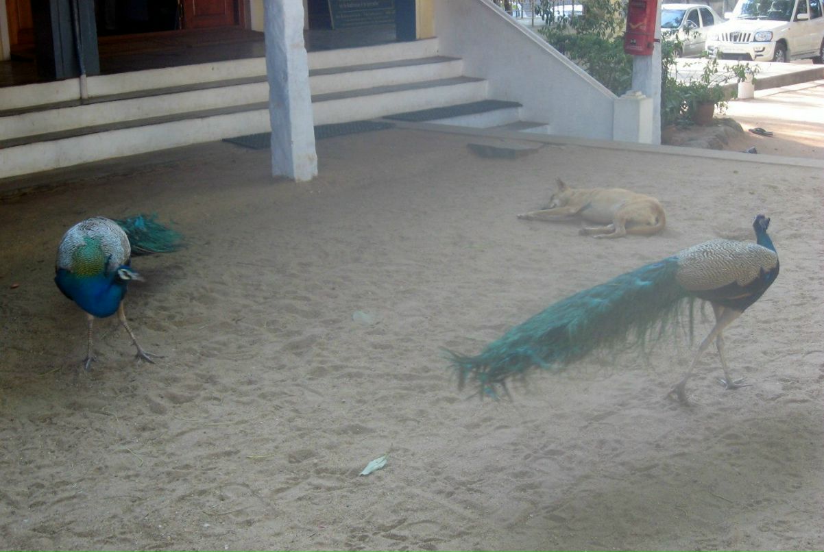 Елена Смирнова | Санкт-Петербург