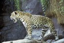 Фотография Коршунова Максима