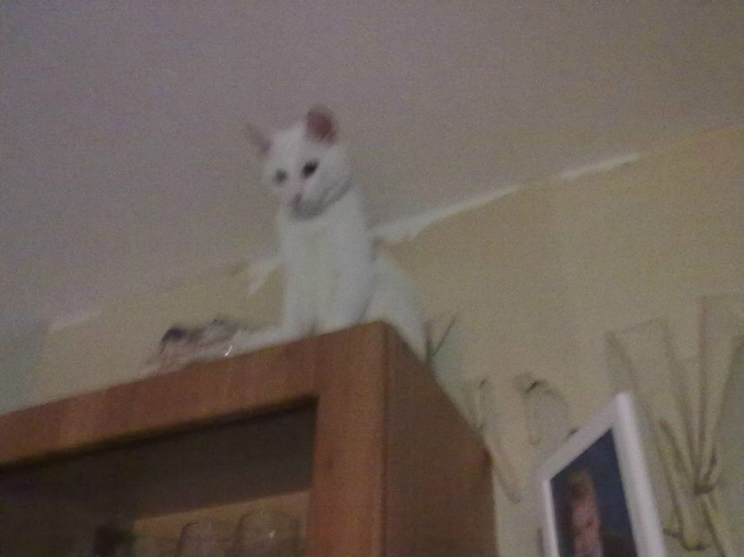 Ирина Григорьева ▀▄▀▄▀▄▀ | Санкт-Петербург