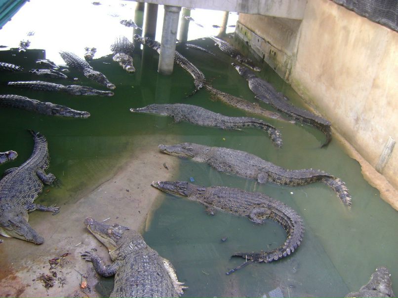 Гульнара Ибатуллина | Казань