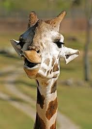 №110, Олег Репецький, Ужгород №110, Олег Репецький, Ужгород