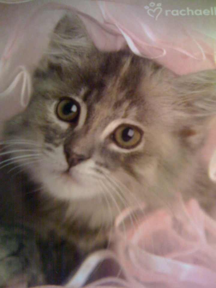 Алеся Крассак | 