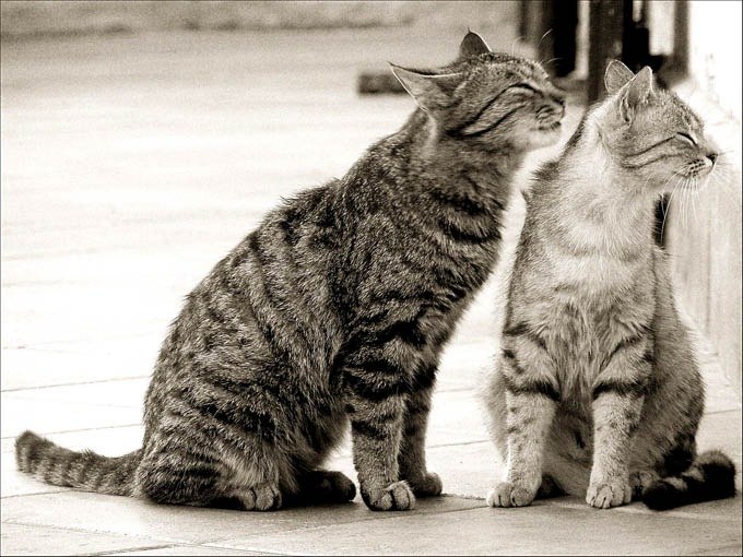 Эльдар Свиридов | Москва