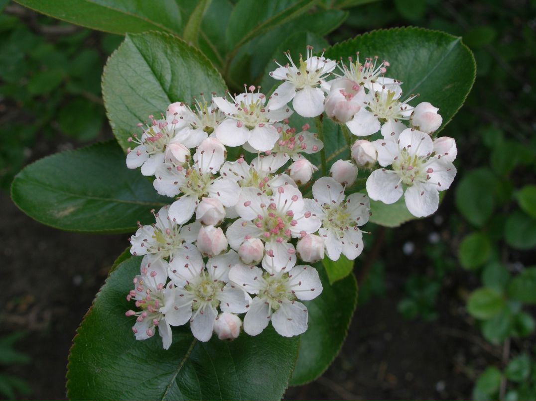 Галина Коновалова | Ростов-на-Дону