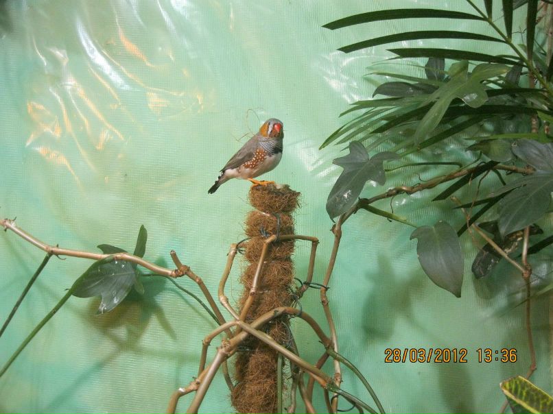 Елена Серёженкова | Санкт-Петербург