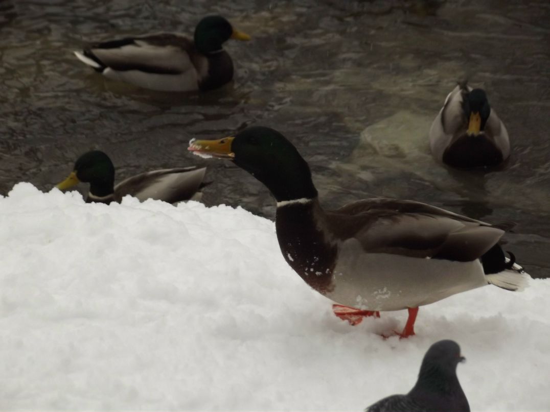 Роман Гайсин | Пермь