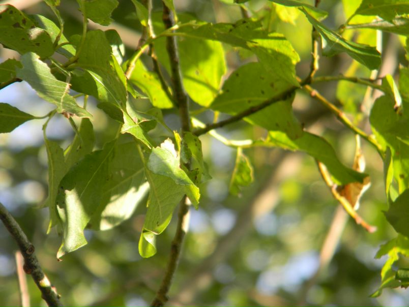 №175, Анна Чехова, 45 лет, Москва №175, Анна Чехова, 45 лет, Москва