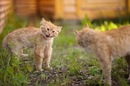 №8 София Бахметьева 04.12.1992: профиль, фото, статус - ВКонтакте
