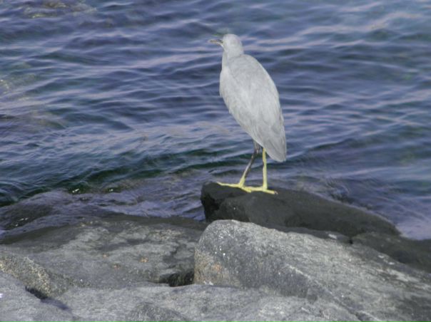 №62, Imran Ali, 40 лет, Dubai №62, Imran Ali, 40 лет, Dubai