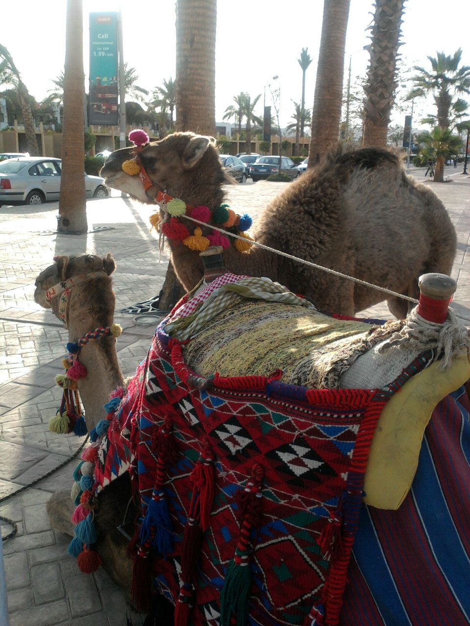Samuel Rizk sasha zeko | Sharm el-Sheikh