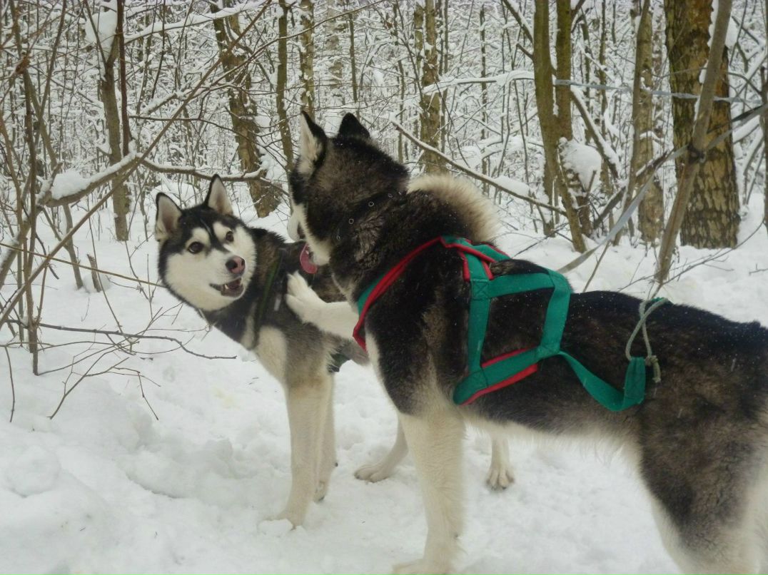 Анна Романенкова | Ногинск