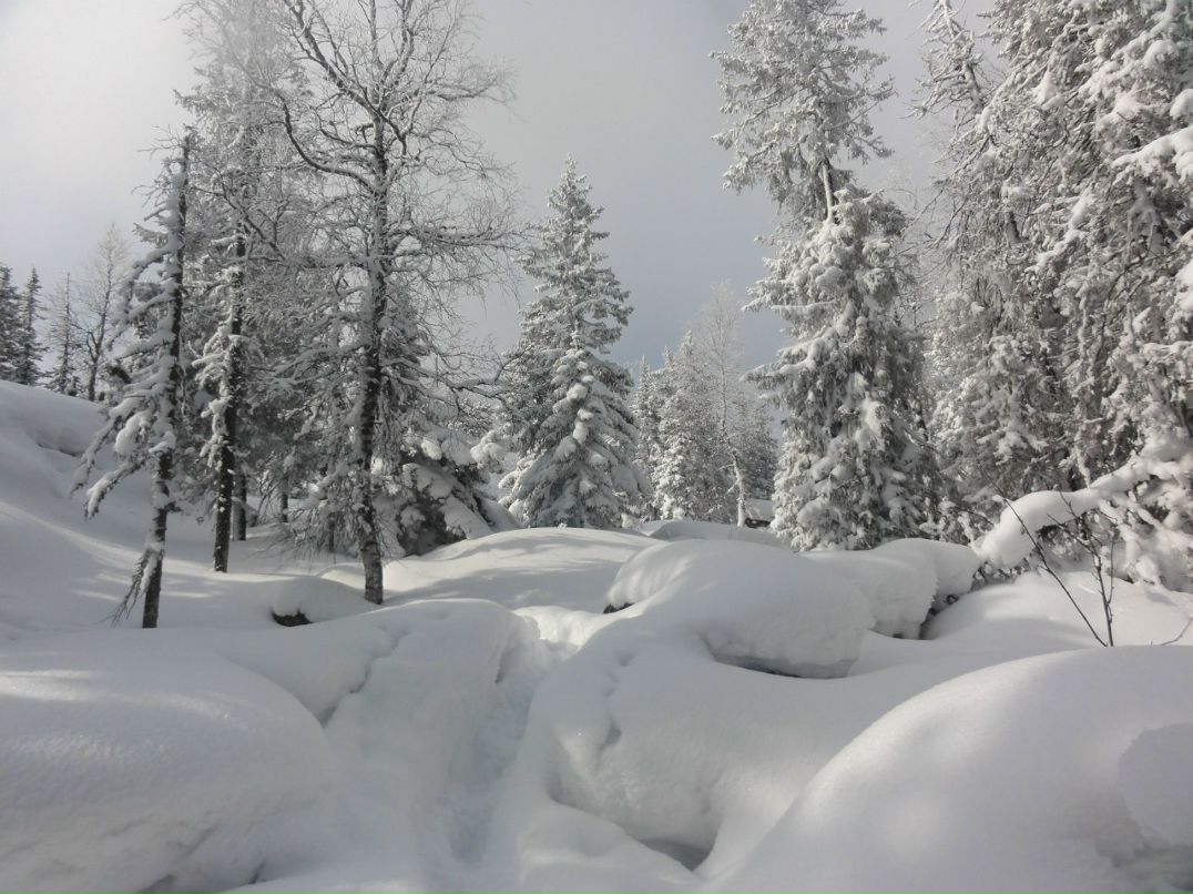 Алексей Настоящий | 