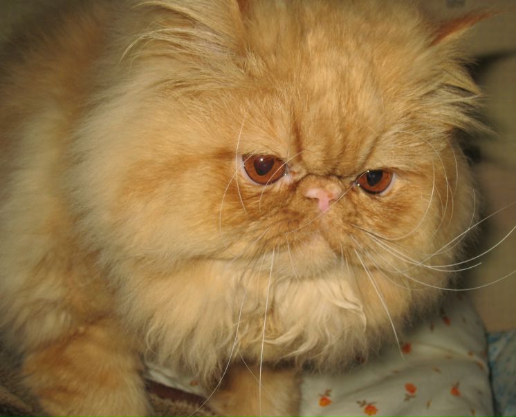 №112, Татьяна Сушко, 41 год, Москва, Россия №112, Татьяна Сушко, 41 год, Москва, Россия