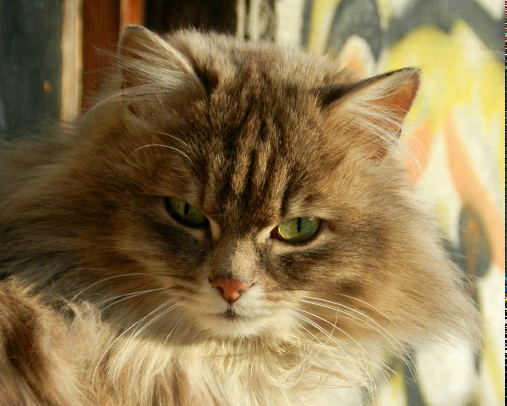 Верочка Абашева | Глазов