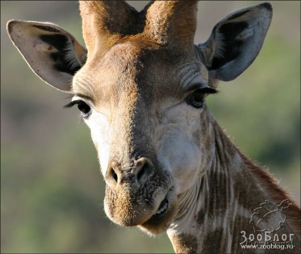 Валентина Невзорова | Северодвинск