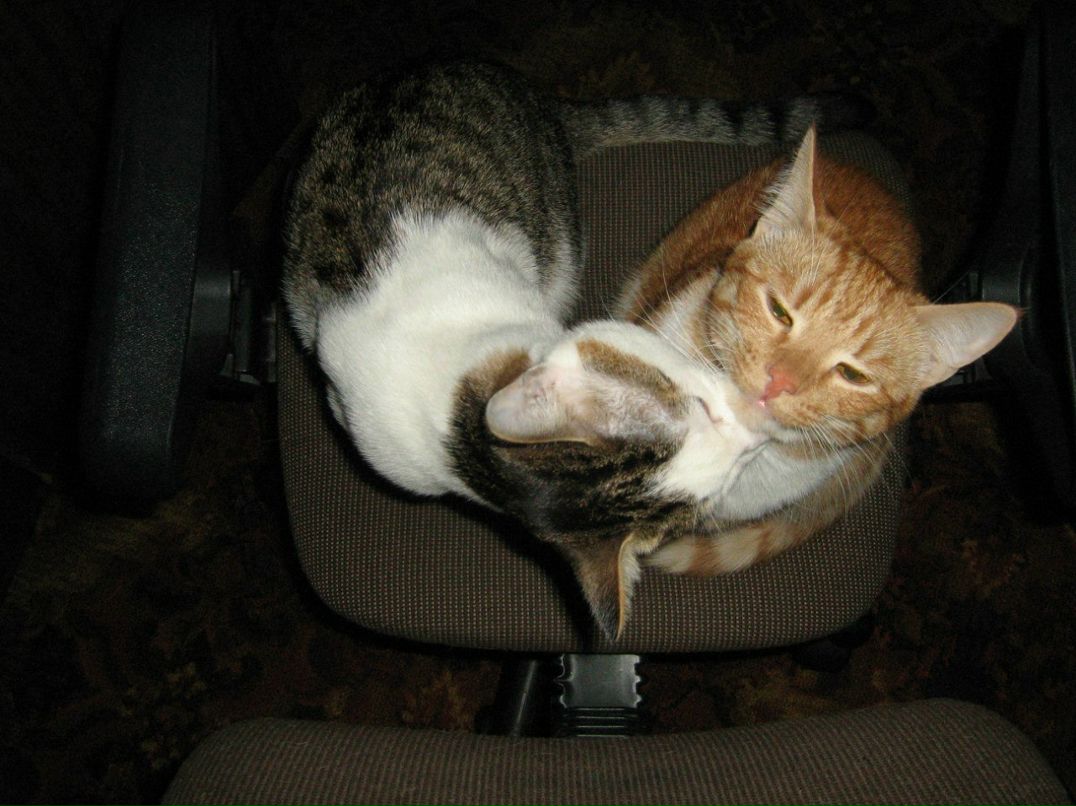 Танюшка Московская | Москва