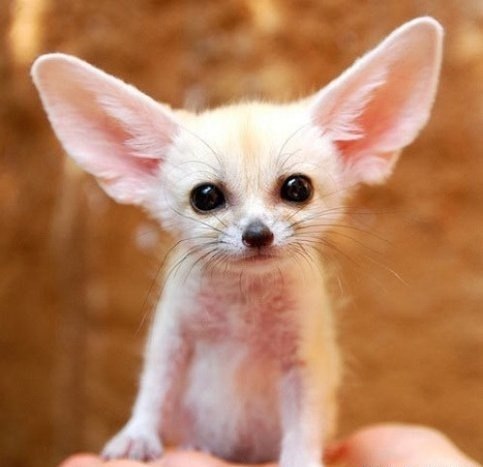 Виталик Меринов | 