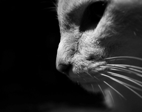 №102, Кирилл Фролов, Москва №102, Кирилл Фролов, Москва