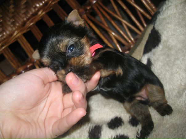 №39, Юлия Липустина, Киев №39, Юлия Липустина, Киев